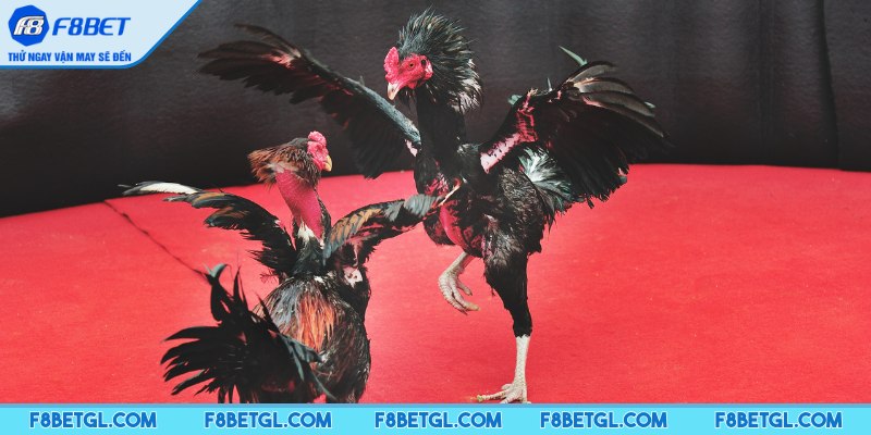 Tìm hiểu về đá gà F8BET