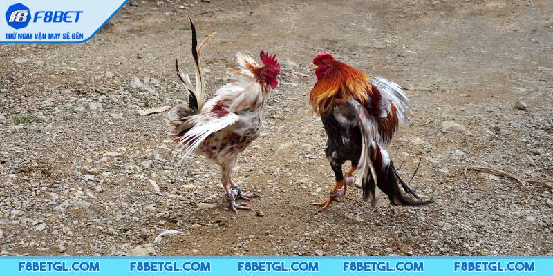 Tìm hiểu AOG đá gà là gì