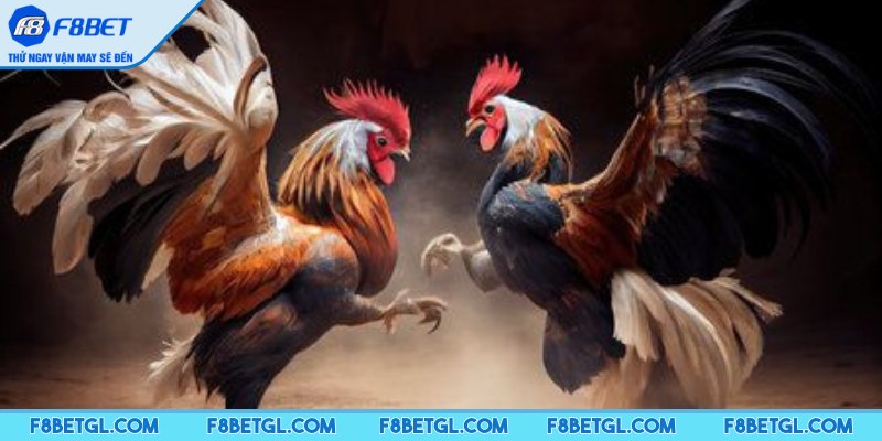 Tìm hiểu kỹ thuật thế gà đá xạ là gì