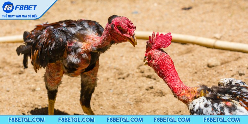 Minh bạch và an toàn là ưu điểm khi tham gia chơi tại nền tảng